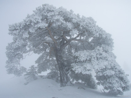 L'arbre magique