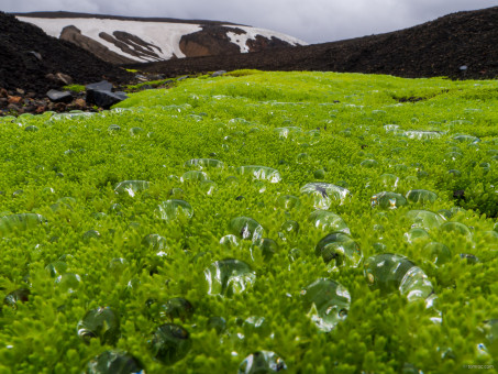 Perles de glace