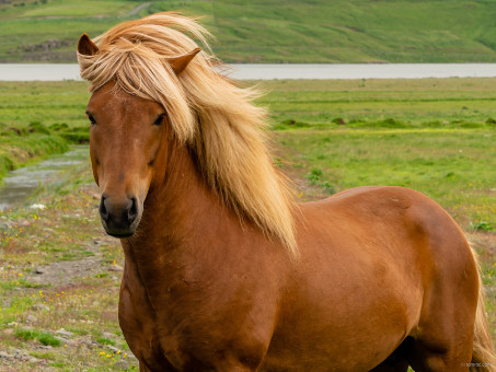 Poney Charmant