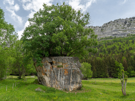 Arbre perché