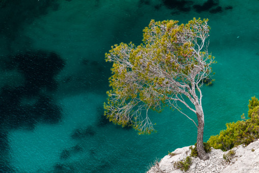 Pin sylvestre au dessus de la mer