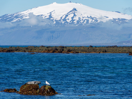 Tête à tête d'un phoque et d'une mouette