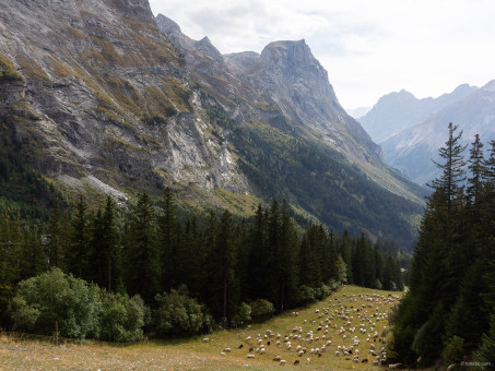 Pentes de ski et paturages