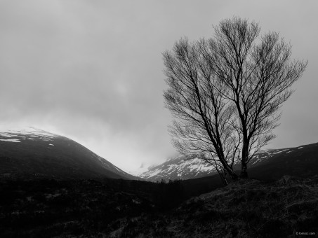 Le dernier arbre à la montée