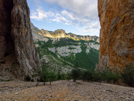 Arbres dans le pierrier d'Archiance