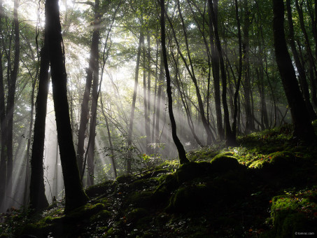 Le soleil vient réveiller les sous-bois gorgés d'eau