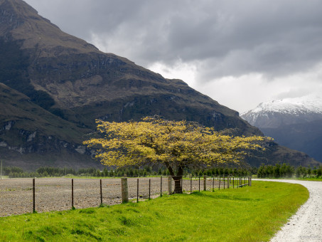 Arbre vers la vallée Rob Roy