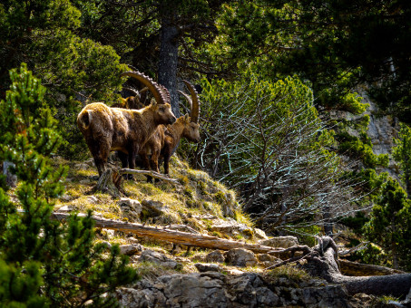 Les bouquetins aiment les falaises