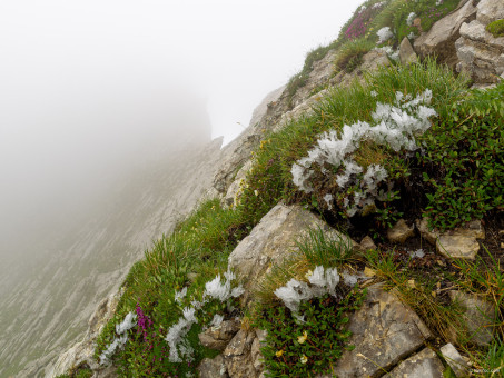 Fleurs de givre au col