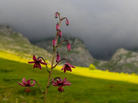 Fleur entre ciel et terre