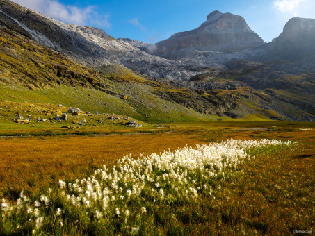Fleurs blanches dans le vallon herbgeux