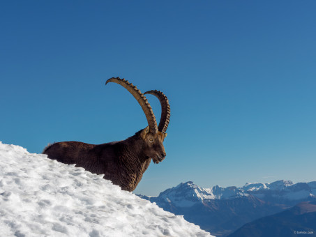 Bouquetin du Grand Veymont