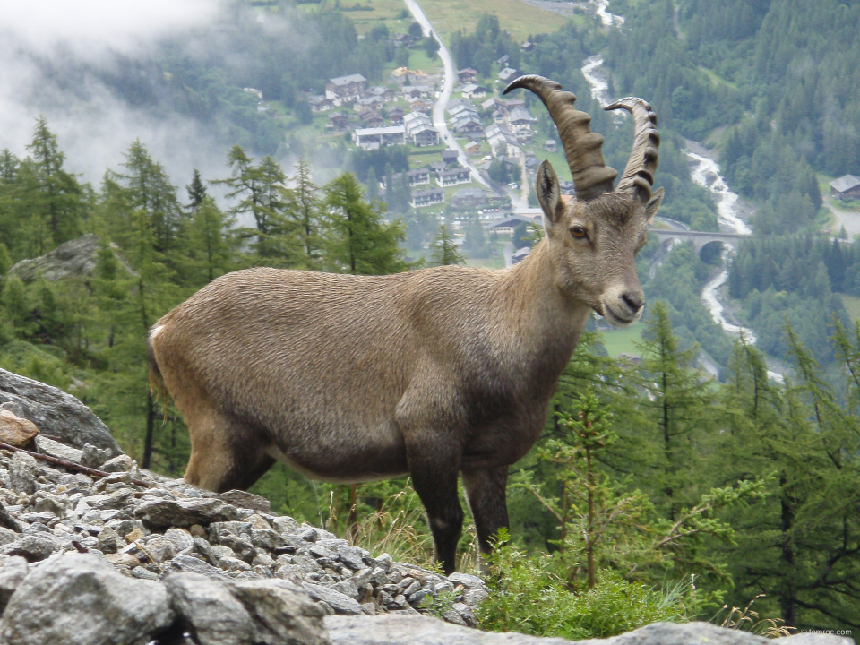 Rencontre sur le Tour du Mont Blanc, proche des Aiguilles Rouges.