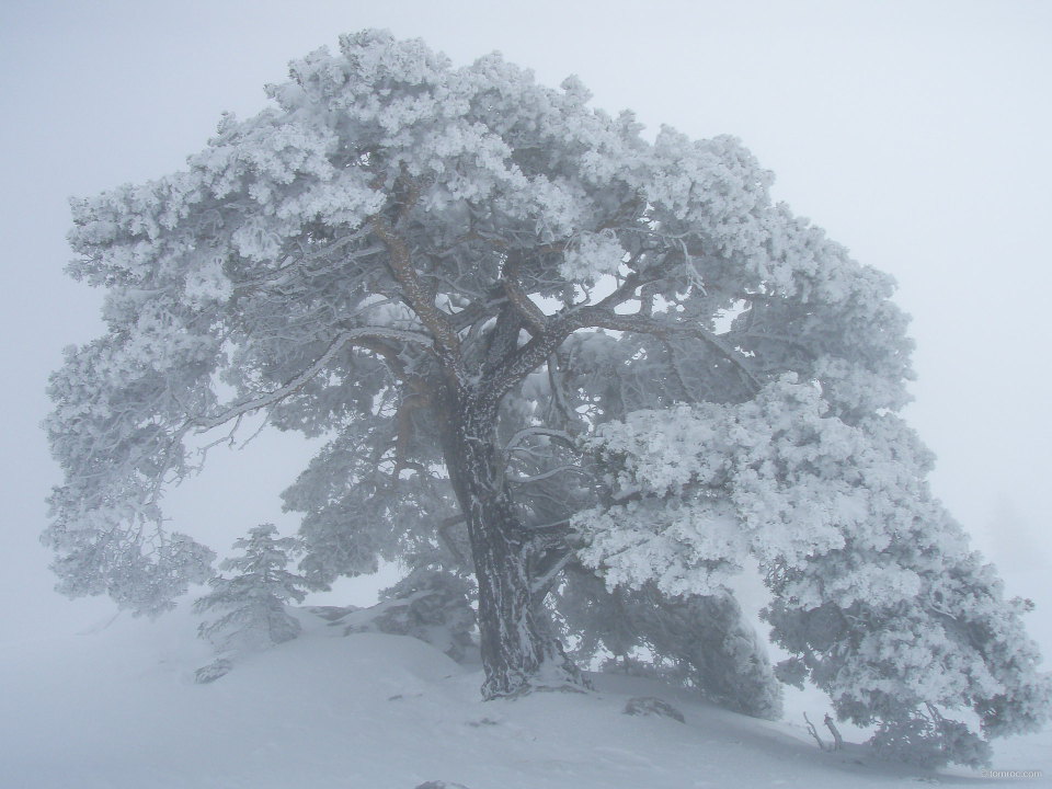 L'arbre magique.