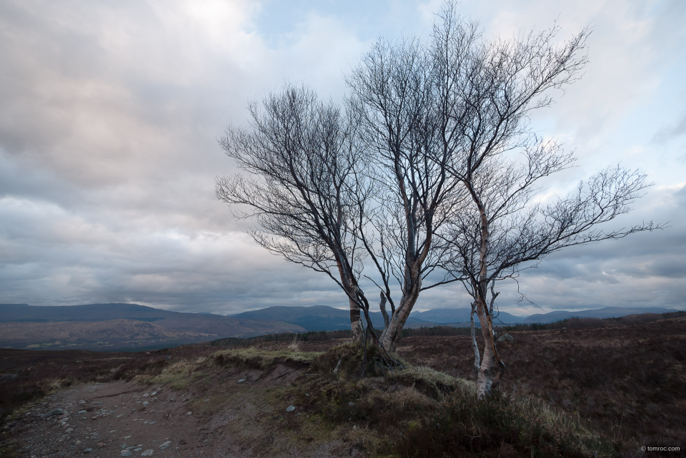 Arbre sur le chemin d'accès au refuge CIC.