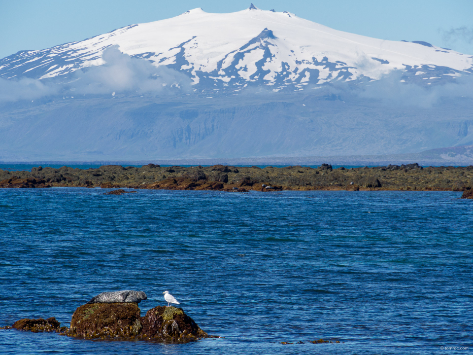 Tête à tête d'un phoque et d'une mouette, Islande